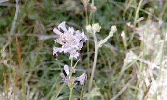 Penstemon rydbergii, Figwort family