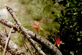 Aguilegia formosa, Buttercup family