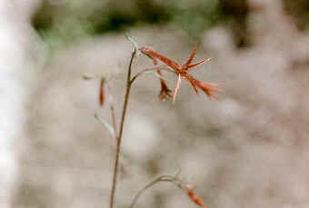 Ipomopsis aggregata, Phlox family