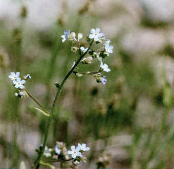Unidentified