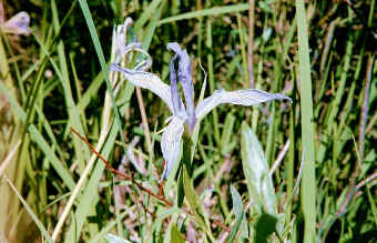 Wild Iris