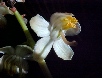 Pyrola detail