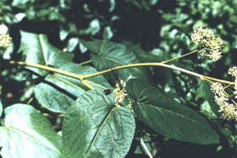 Big Leaves close up