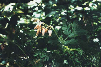 Bleeding Heart