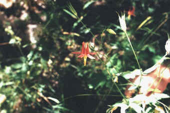 Crimson Columbine