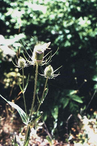Teasel