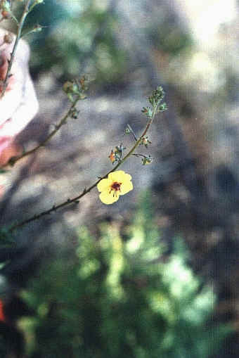 Cinquefoil??