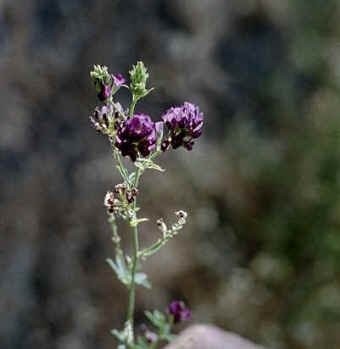 Purple Flower